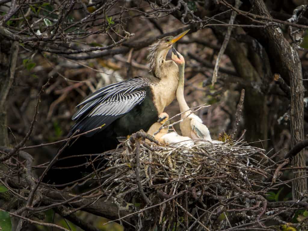 Anhinga and nest