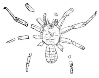 Arthrolycosidae - Arthrolycosa Antiqua Illustration