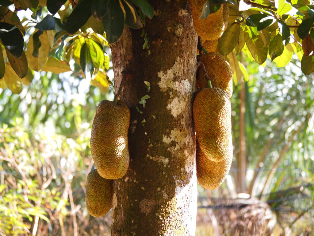 Cempedak (Artocarpus integer) fruit growing on tree