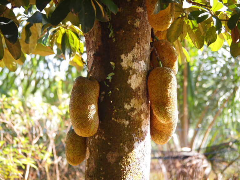 Cempedak vs Jackfruit: Key Differences - A-Z Animals