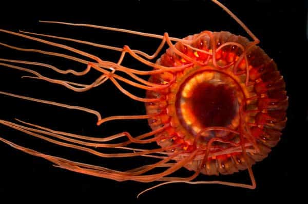 atolla jellyfish