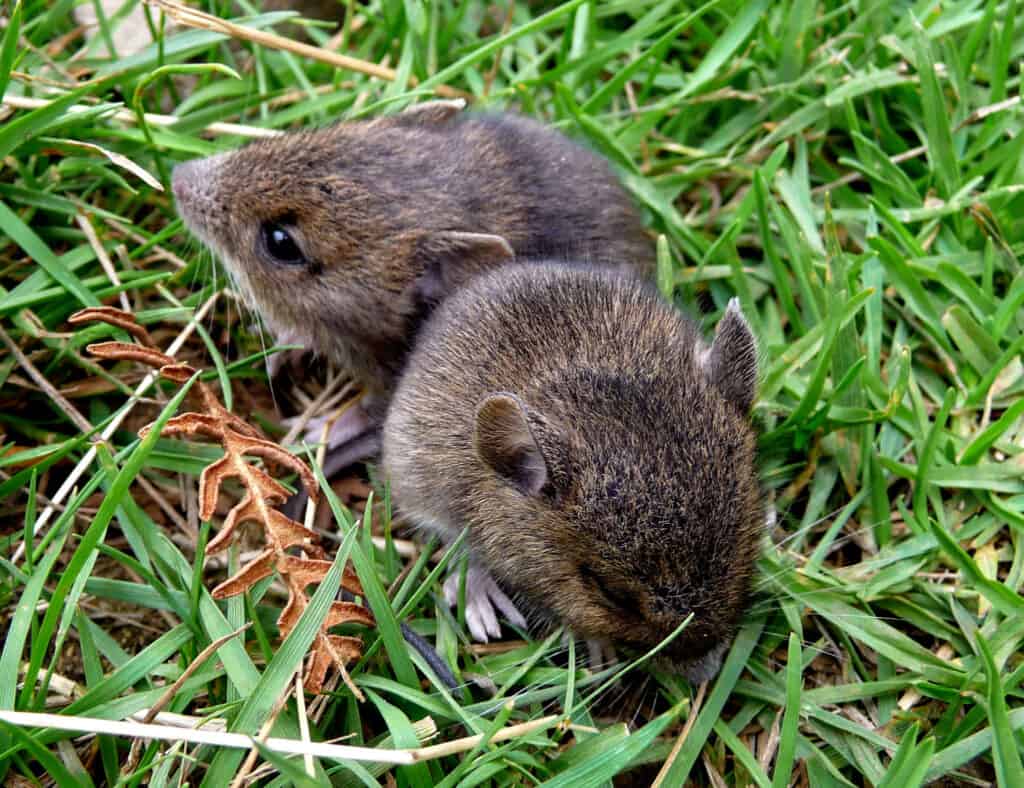 Baby bank voles