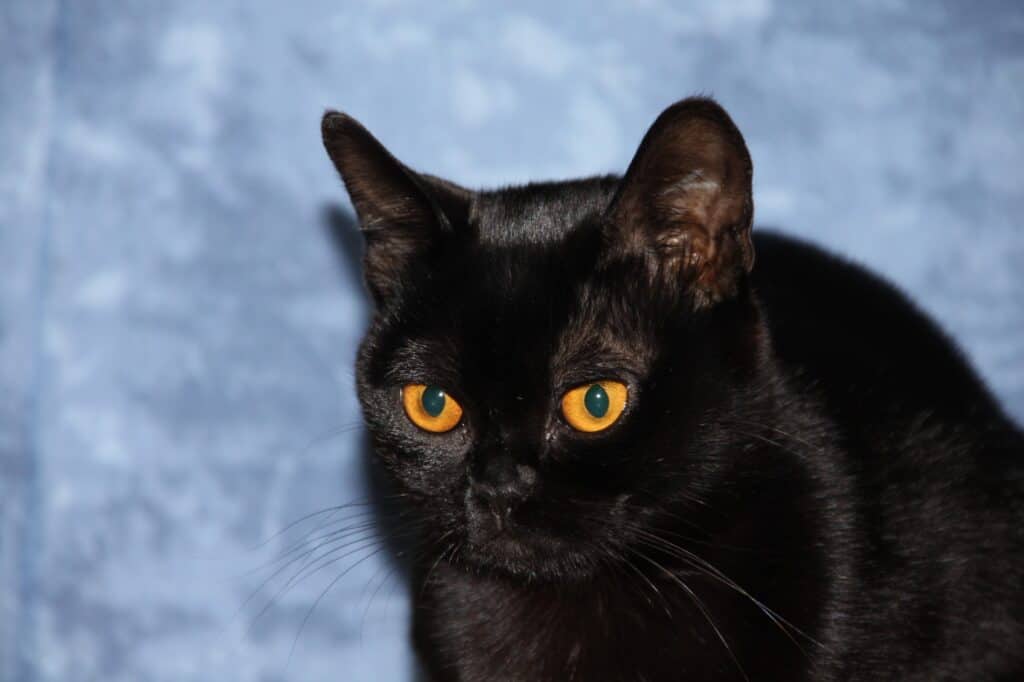 แมวบอมเบย์ที่มีตาสีทองแดง