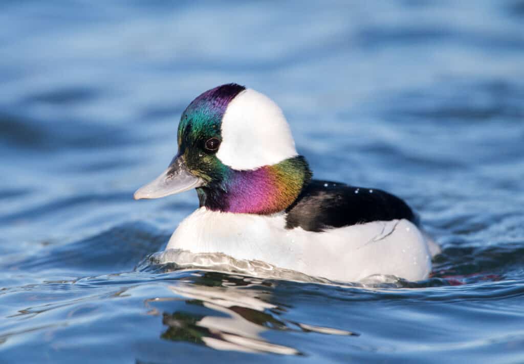 Bufflehead duck male with vibrant colors