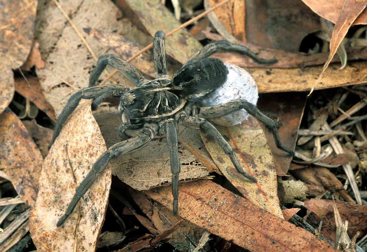 10 Incredible Wolf Spider Facts - A-Z Animals