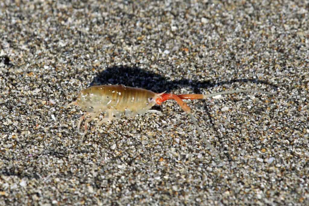 A portrait of a long-horned beach hopper against the sand. It looks rather like a tiny shrimp or krill with a transparent body and two red-orange antennae protruding from the front of its head. 