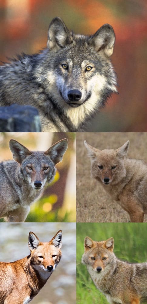 Canis portraits (excluding Lupulella)