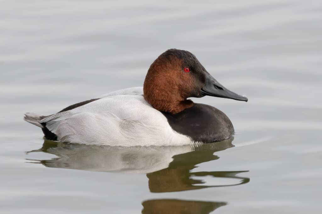 Canvasback Duck