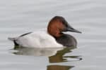 A male canvasback duck swimming on the water's surface.