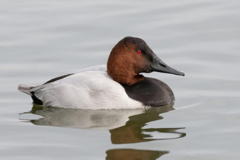 Canvasback Duck - Diving Duck