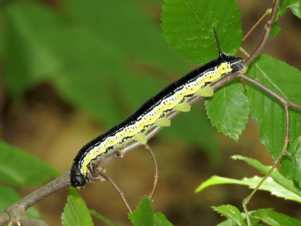 Catalpa worm (caterpillar) feeds on catalpa trees