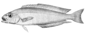 Ocean whitefish