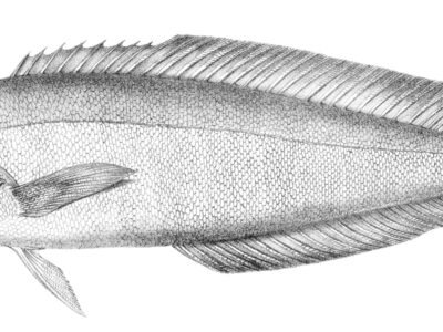 A Ocean Whitefish