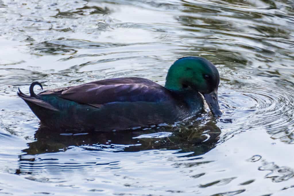 Cayuga duck male (drake)