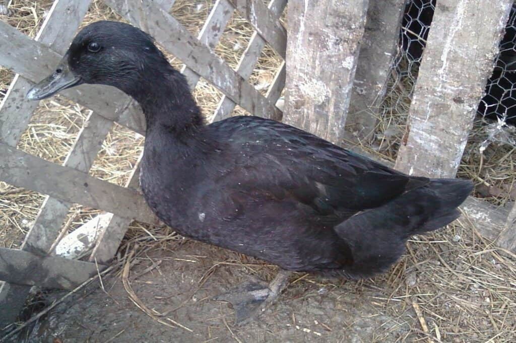 Cayuga duck female (hen)