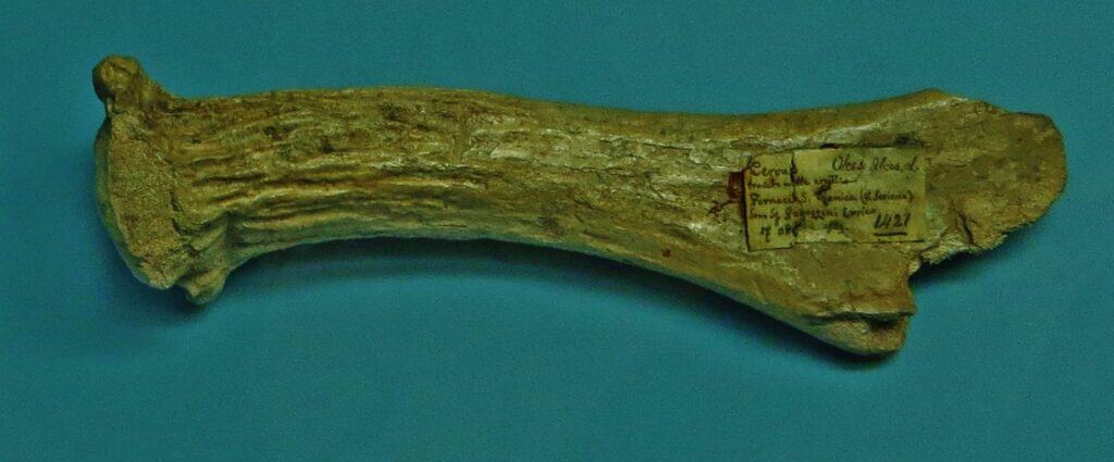 Carvalces Latifrons Antler Part
