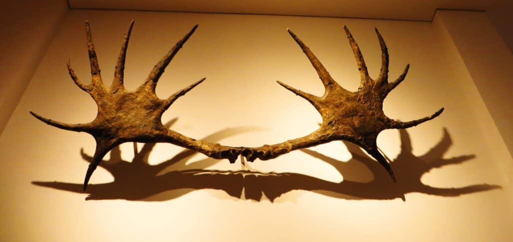 A pair of Cervalces latifrons antlers