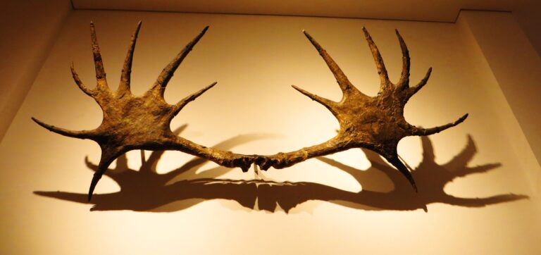 A pair of Cervalces latifrons antlers