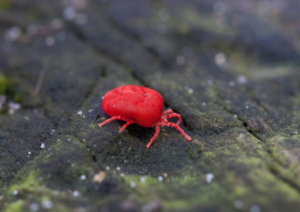 Chigger of the Trombiculidae family