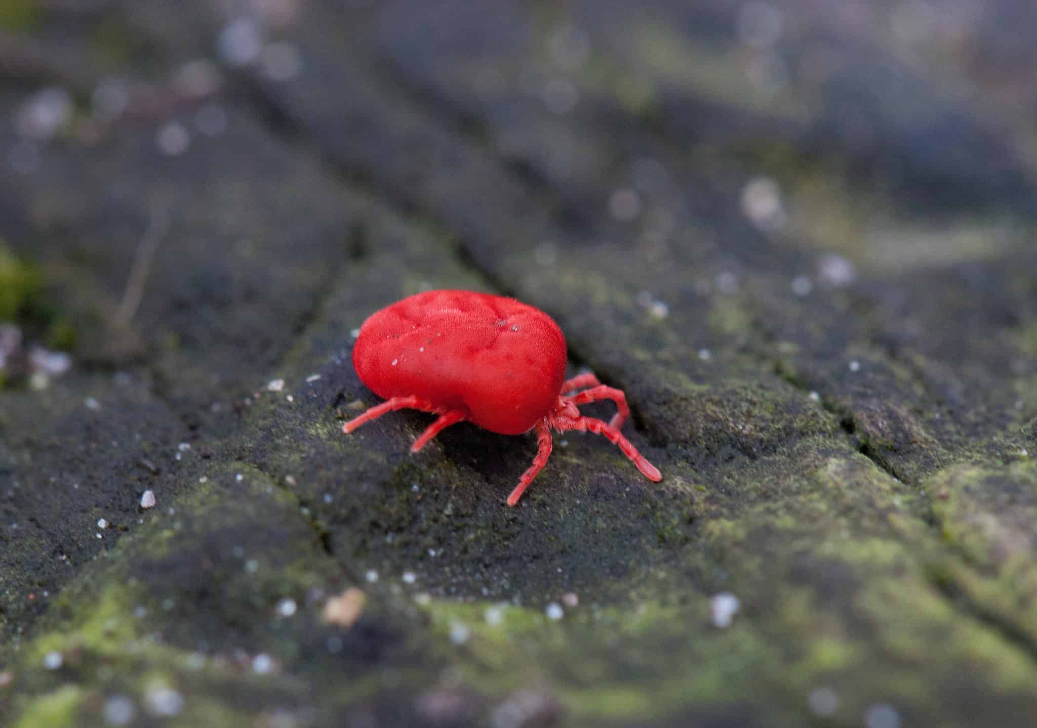 8 Creatures With 8 Legs That AREN'T Spiders - A-Z Animals