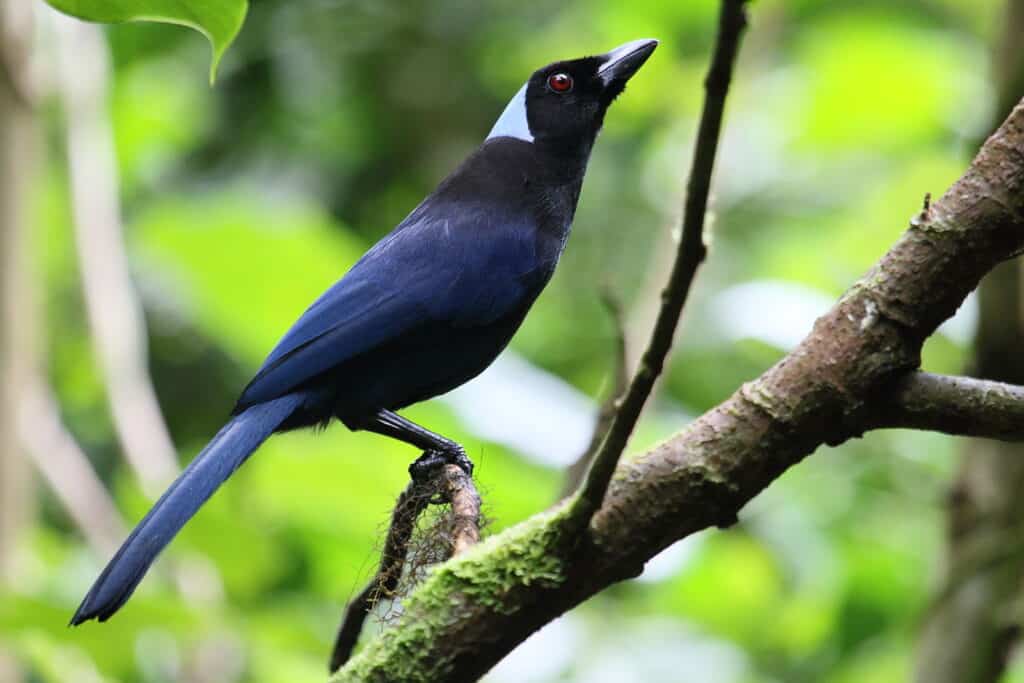 Center frame perched on a tree branch with a bit of moss hanging from it is  bird facing right. the bird has a dark blue (navy) body and tail,.Its face and crown are black. The back of its head is a very light blue-to-grey. Out-of=focus green background. 