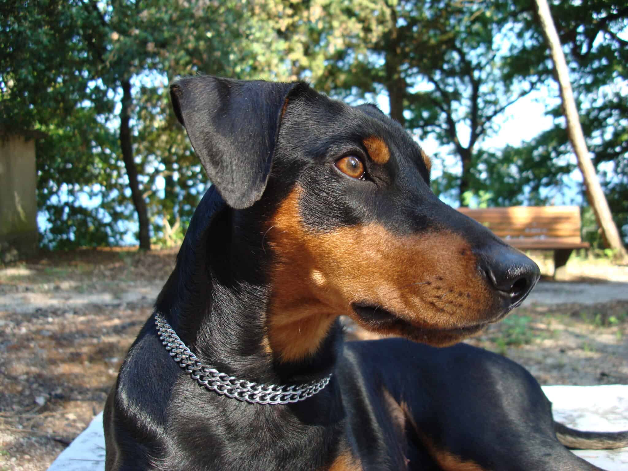 German Pinscher vs. Miniature Pinscher AZ Animals