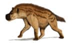 Dinocrocuta