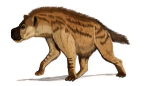 These Gigantic Ancient Hyenas Weighed Over 600lbs And Hunted Rhinos Picture