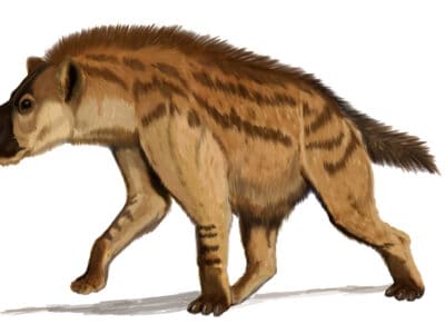 A Dinocrocuta