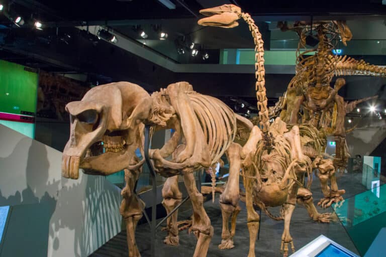 Diprotodon Skeleton Next to Genyornis Skeleton