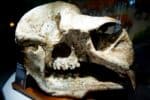 Diprotodon