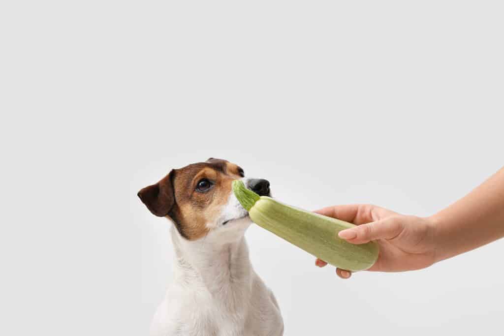 A dog being fed zucchini