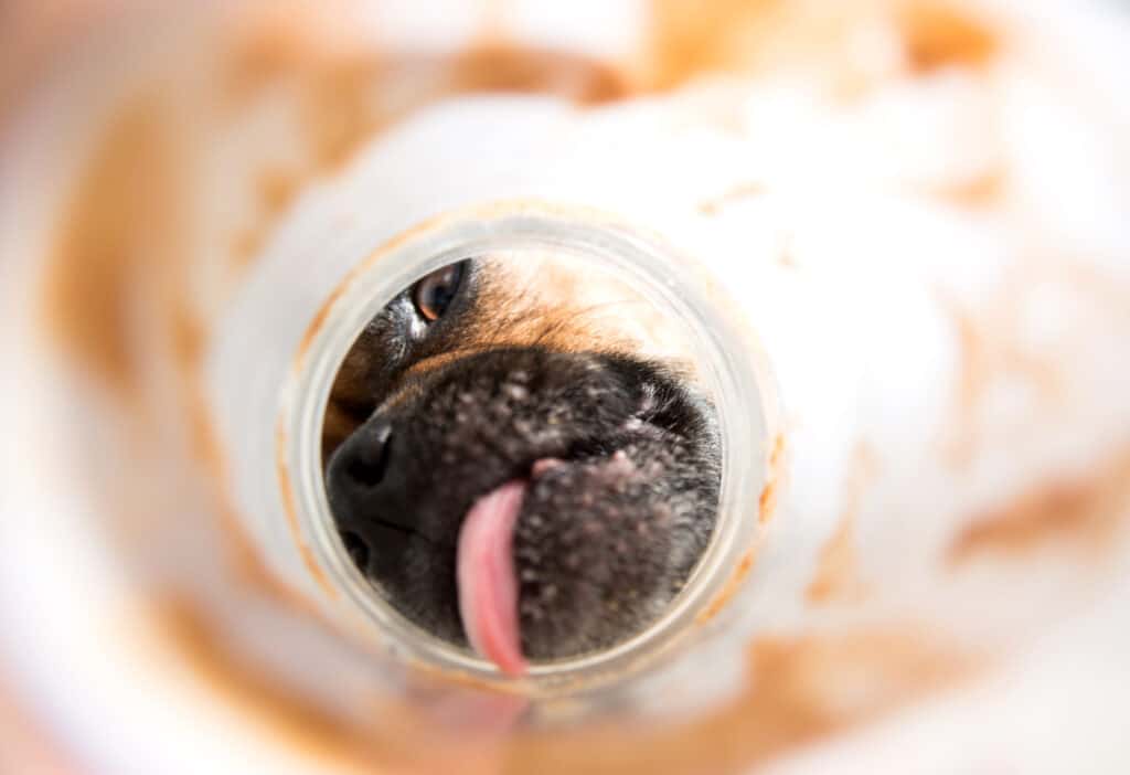 Dog licking empty jar of peanut or almond butter.