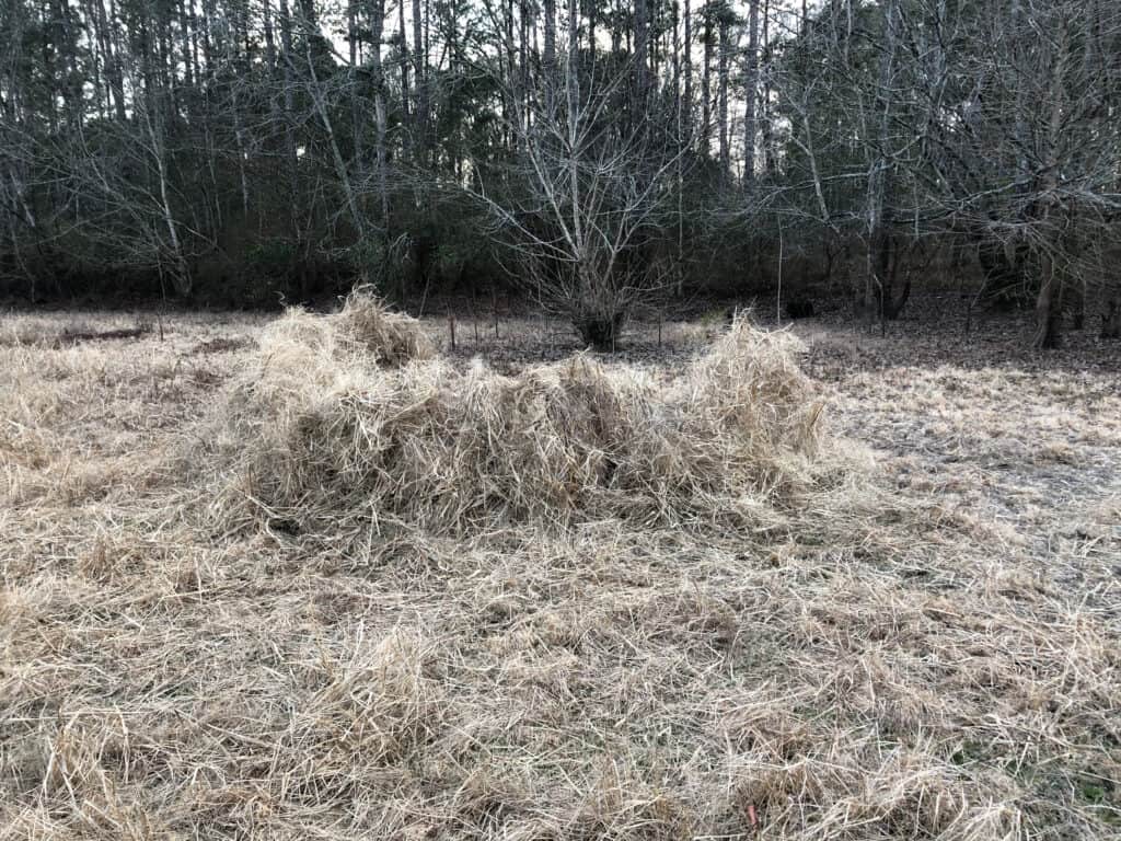 Duck Blind