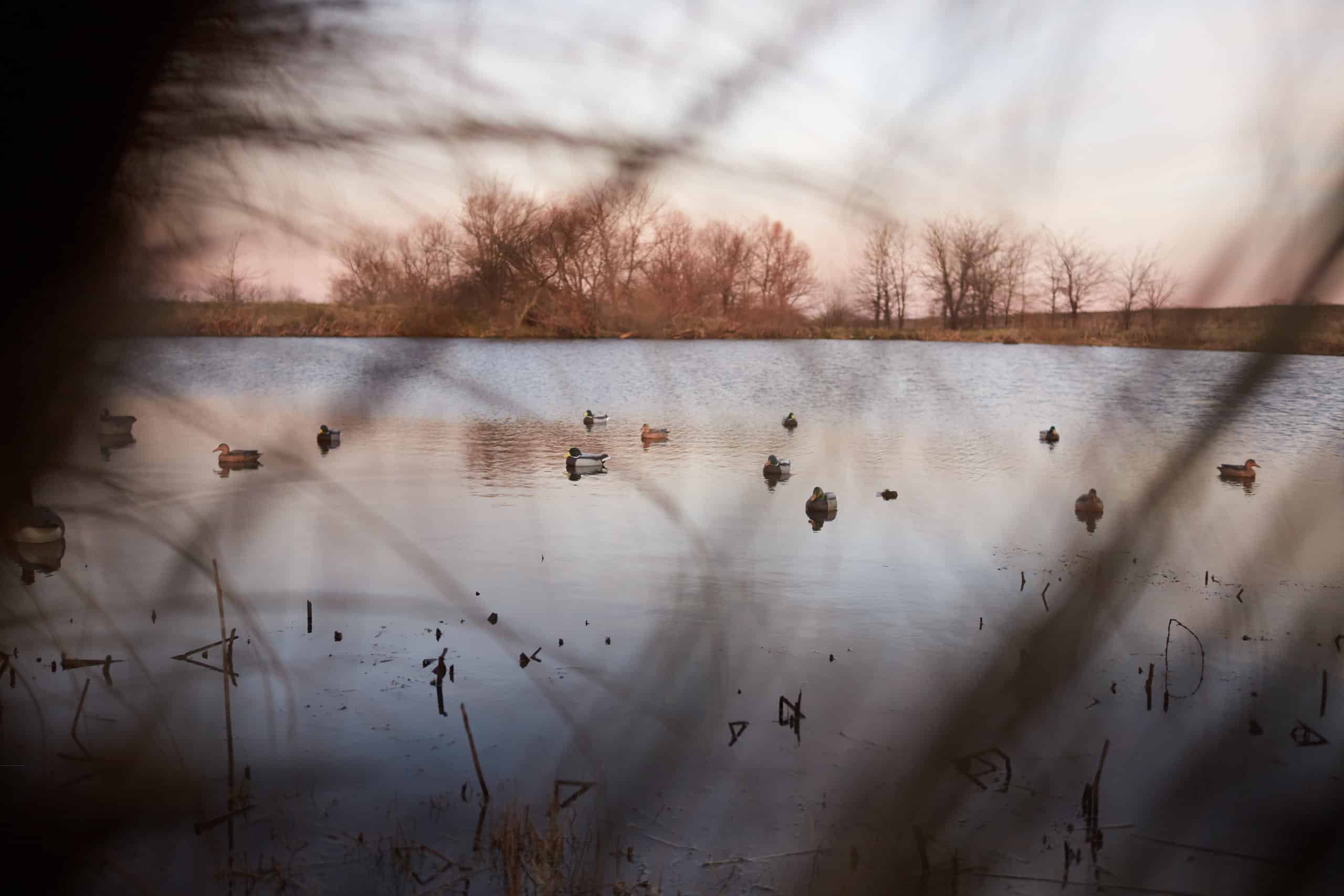 Duck Blind View