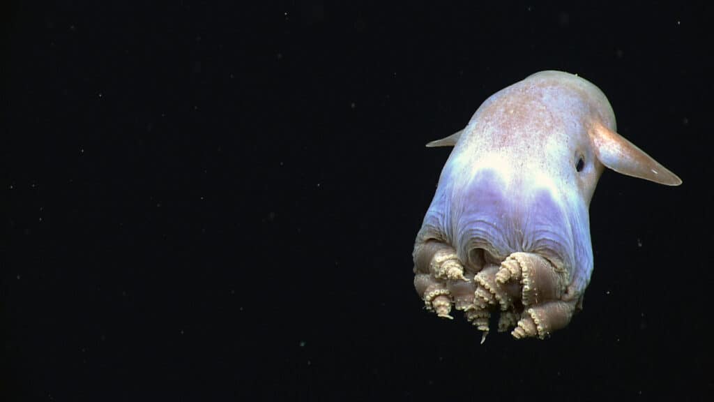 A rare photograph of a dumbo octopus against a black, deep sea,  background. The octopus is very light colored, with large, long fins on each side of its body that look like they should be ears. The octopus has its  khaki colored edged with light yellow appendages drawn in toward its body.