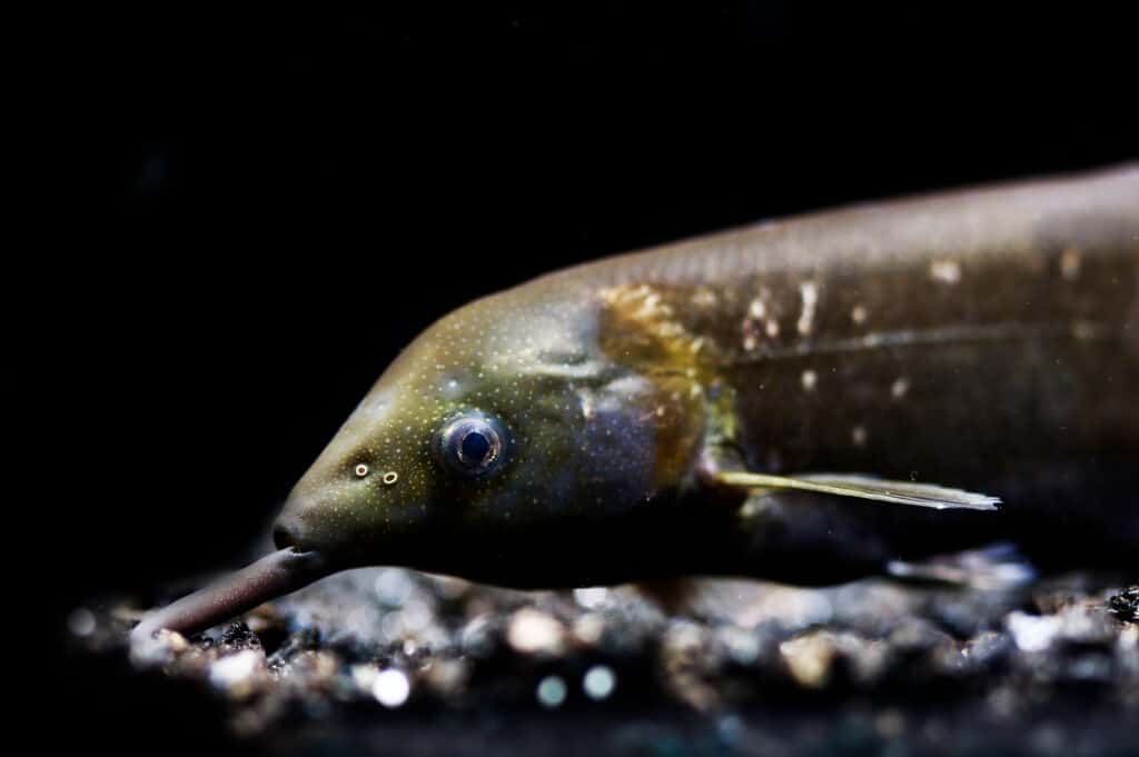 yellow elephant nose fish