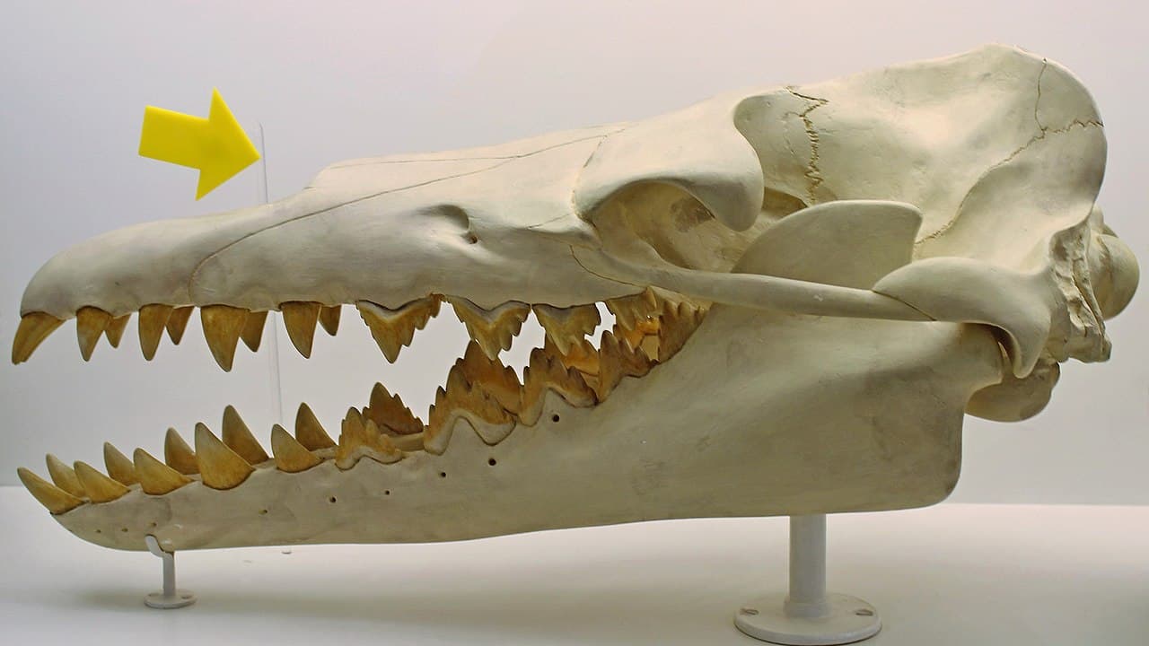 What Is the Oldest Whale Fossil Ever Found? - A-Z Animals