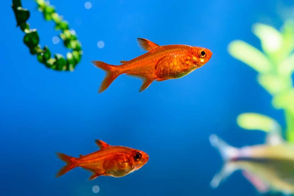 orange tetra fish