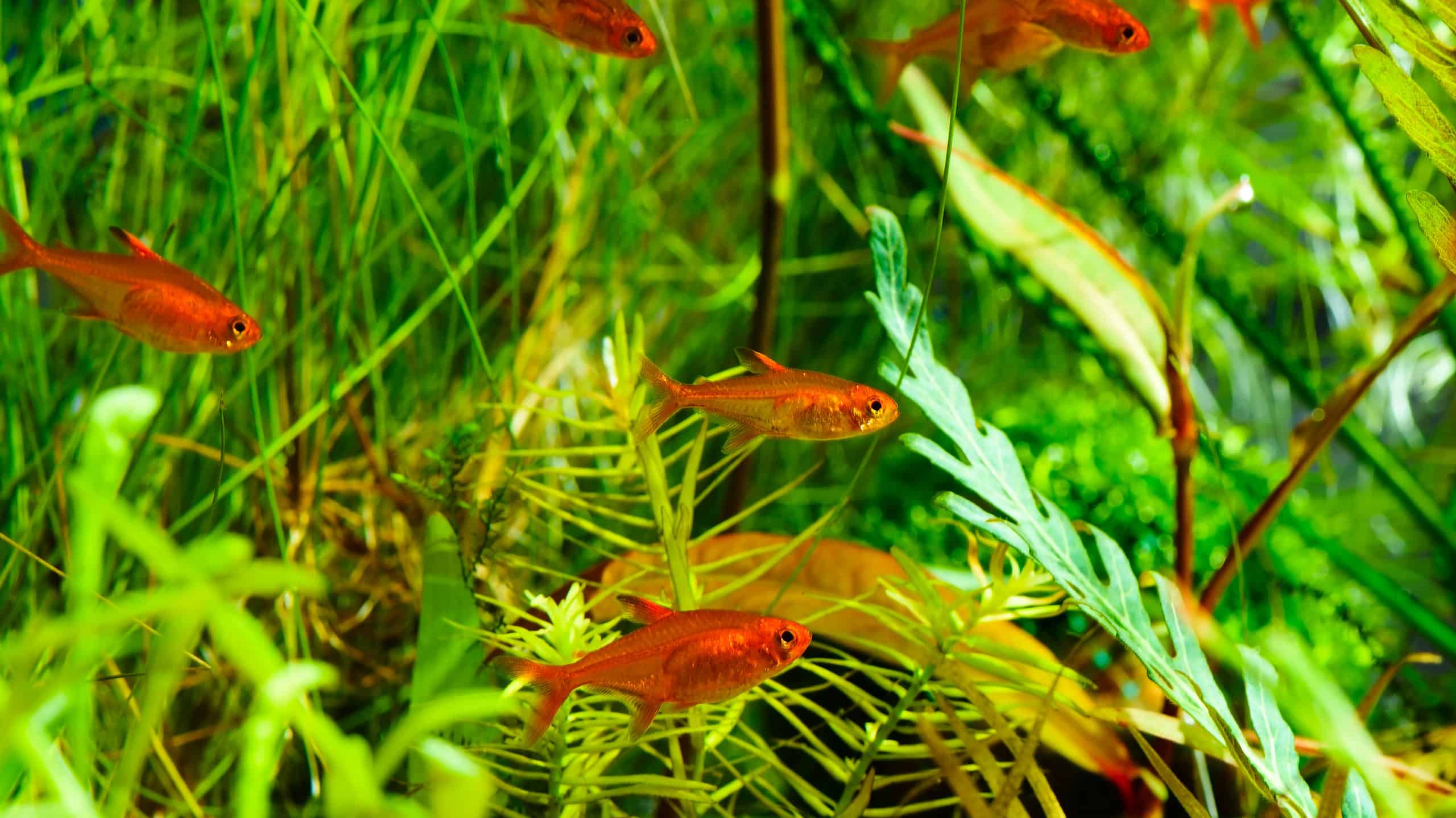 The Top 8 Best Orange Freshwater Fish (Perfect for Aquariums!)