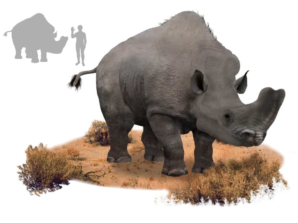 Embolotherium andrewsi