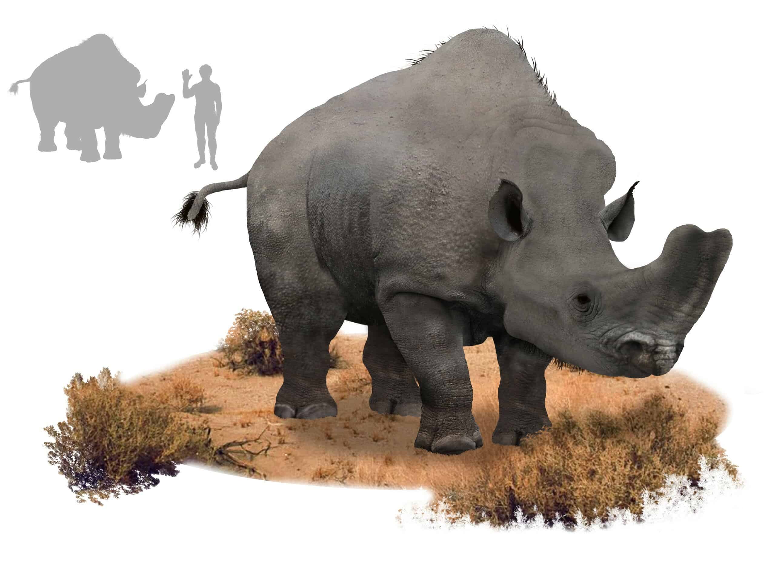 Embolotherium Rhinoceros 3D Model, 47% OFF