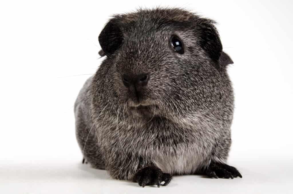 English Crested Guinea Pig