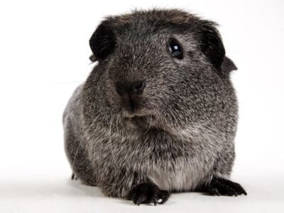 English Crested Guinea Pig Picture