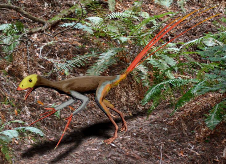 approximation of the Epidexipteryx