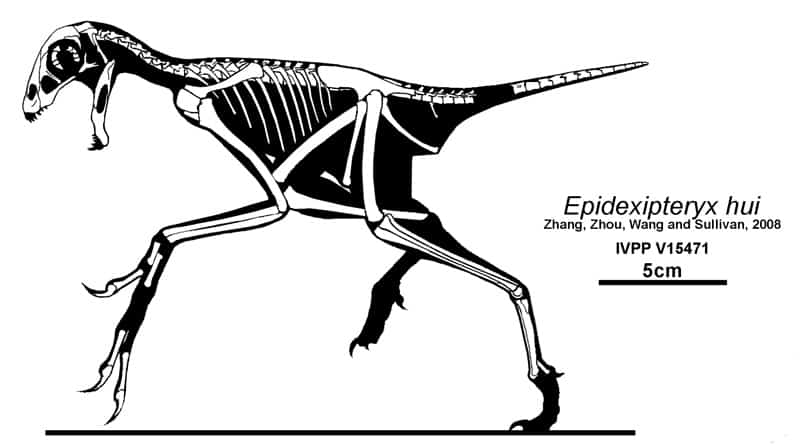 Epidexipteryx