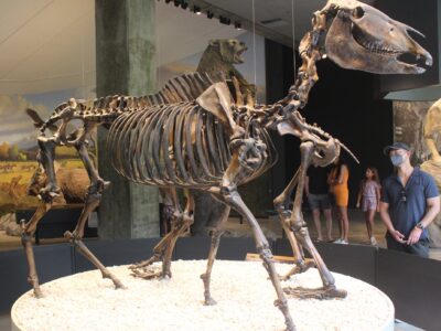 A Equus giganteus 
