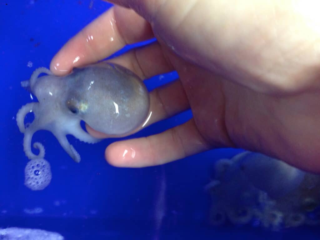 A spoonarm octopus, left frame, is held up out of very blue water / background by a flesh-to-pink human. The tiny octopus rest on the four fingers, the thumb is out of frame.  