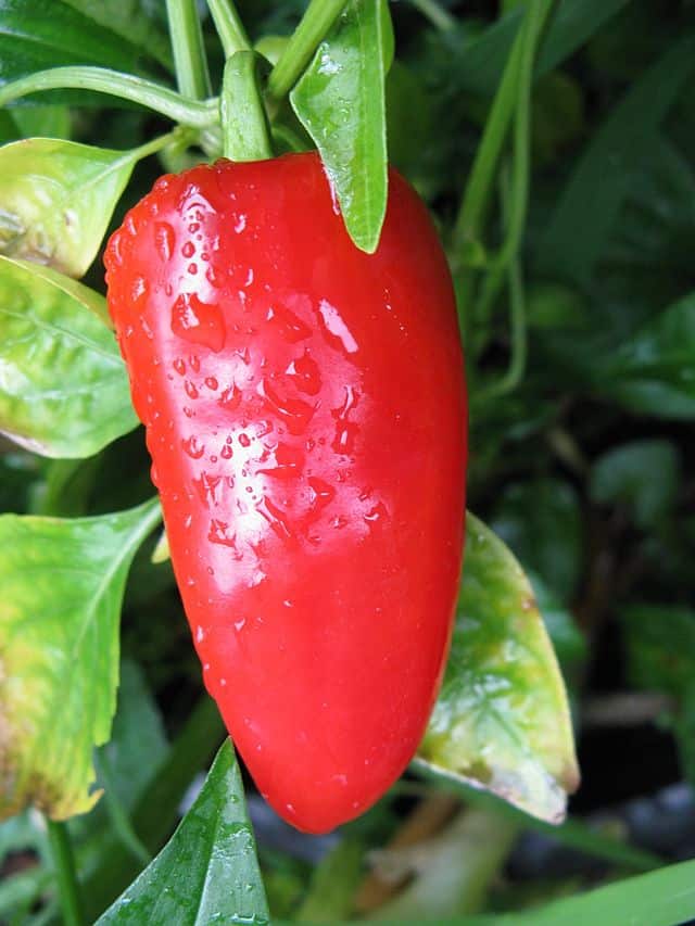 a red Fresno pepper still on the plant of green. The pepper, which takes up most of th frame, is wet