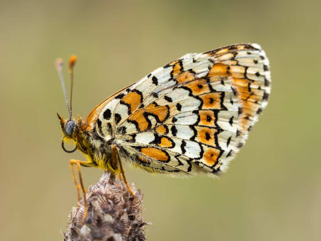 Fritillary Butterfly